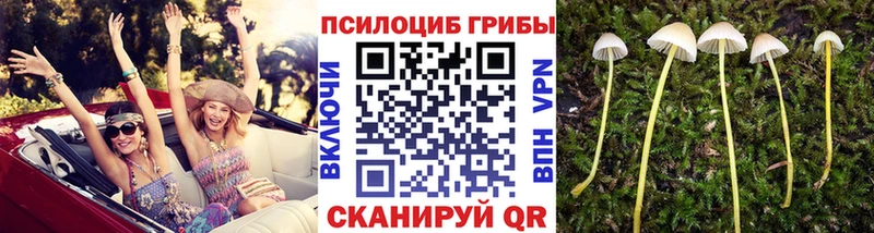 купить закладку Волжский Галлюциногенные грибы Psilocybine cubensis